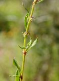 Rumex bucephalophorus. Средняя часть побега с основанием соцветия. Израиль, г. Кирьят-Оно, пустырь. 11.03.2020.