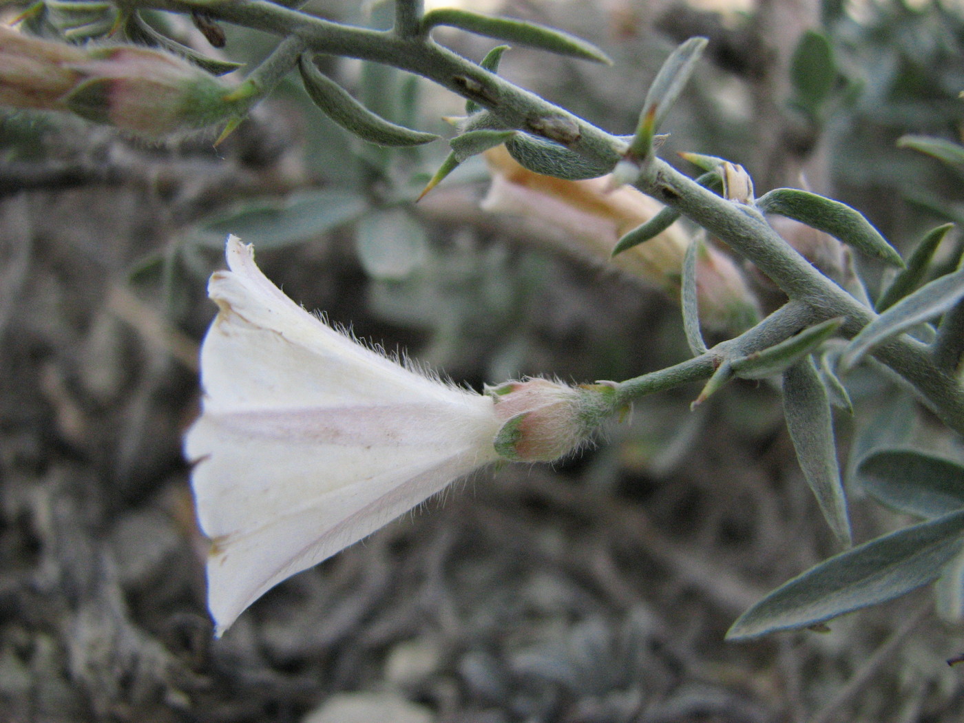 Изображение особи Convolvulus fruticosus.