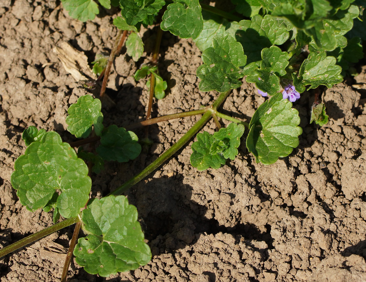 Изображение особи Glechoma hederacea.