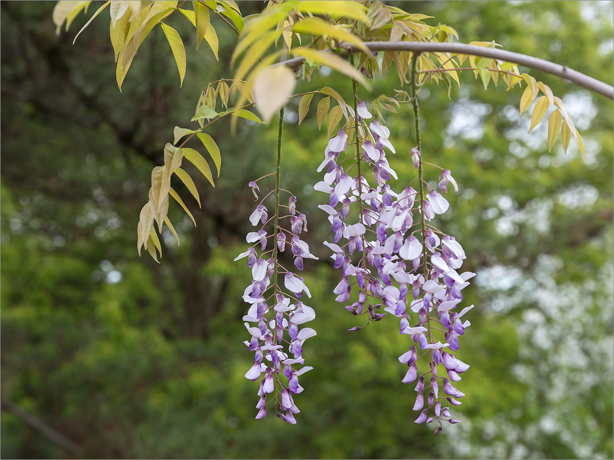 Image of Wisteria sinensis specimen.