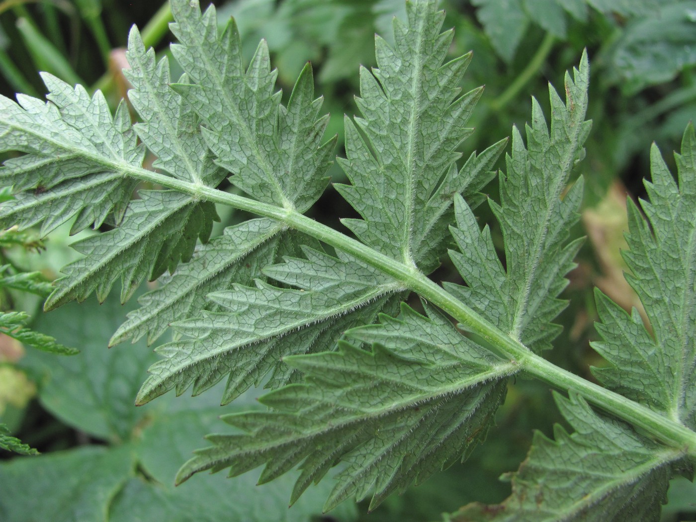 Изображение особи Pimpinella rhodantha.