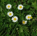 Bellis perennis