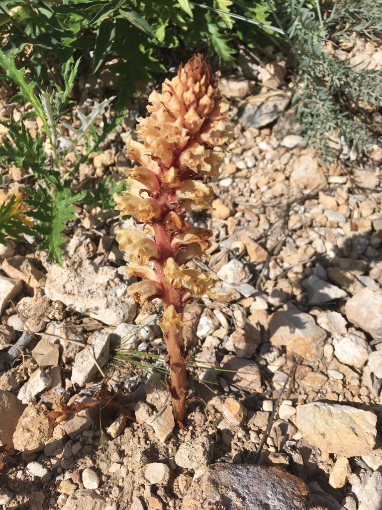 Image of Orobanche alba specimen.