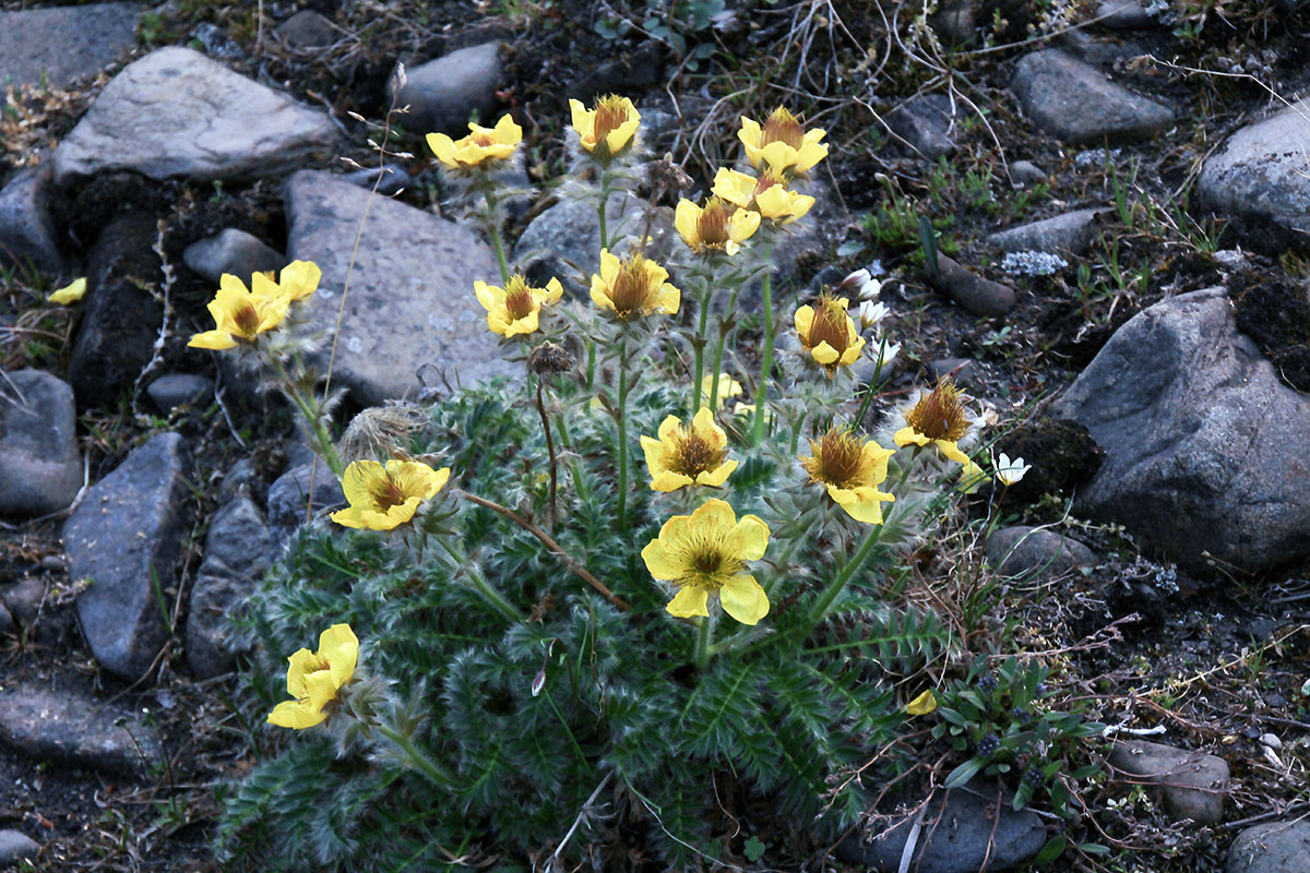 Изображение особи Novosieversia glacialis.