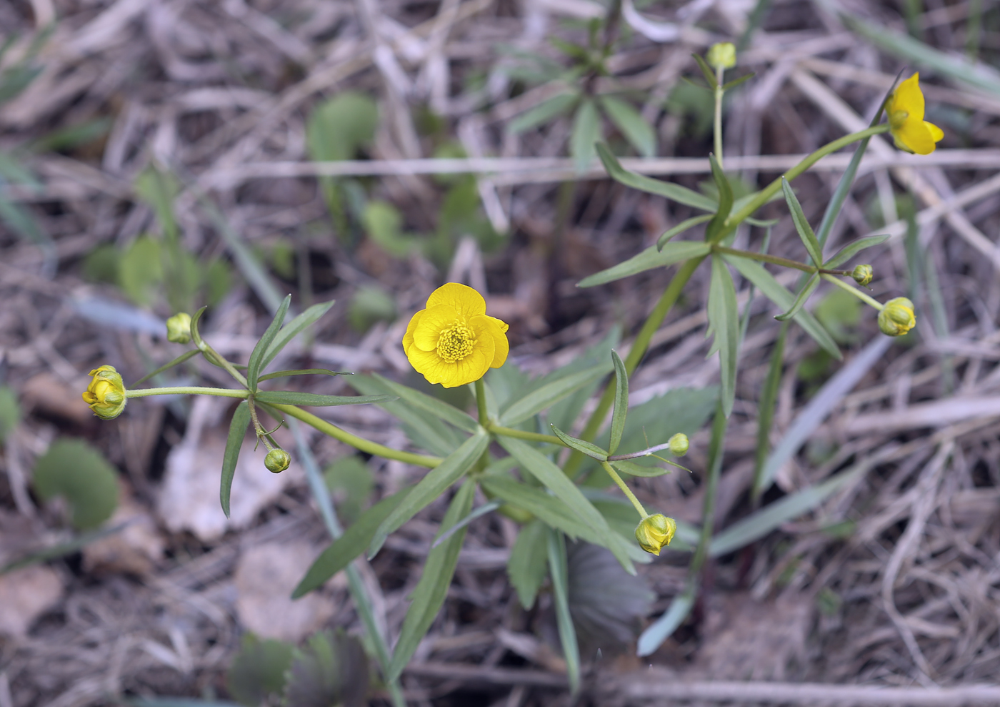 Изображение особи Ranunculus monophyllus.