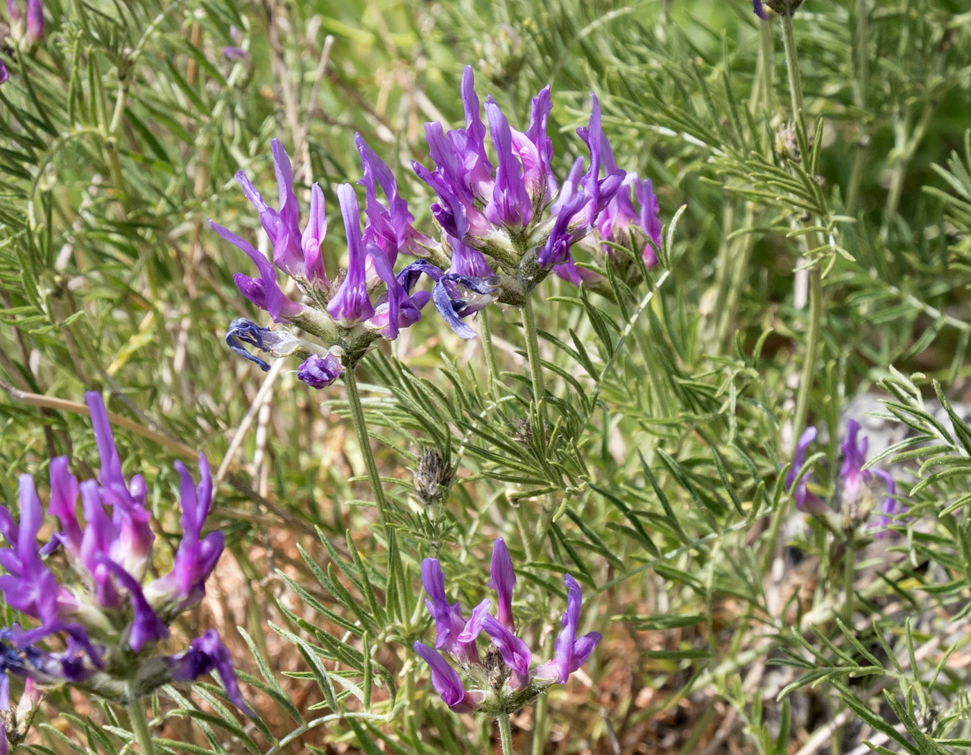 Image of Astragalus circassicus specimen.