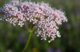 Смотреть изображение Pimpinella rhodantha