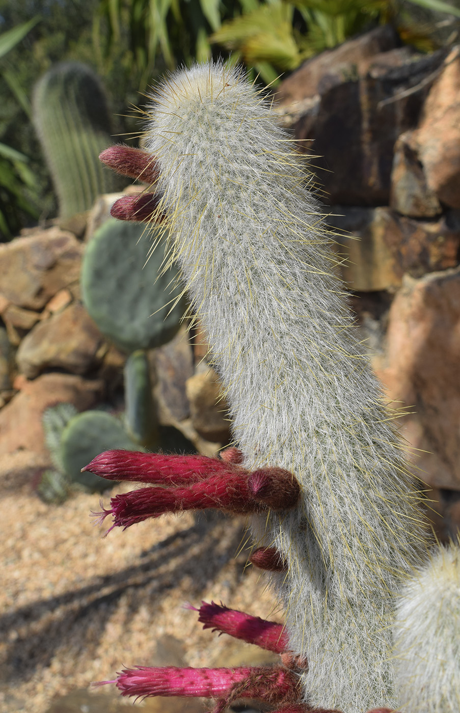 Image of Cleistocactus straussii specimen.