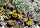 Orostachys spinosa. Растения с развивающимися цветоносами. Приморский край, Ольгинский р-н, окр. пос. Тимофеевка, мыс Четырёх Скал, по кромке приморского обрыва. 02.09.2022.