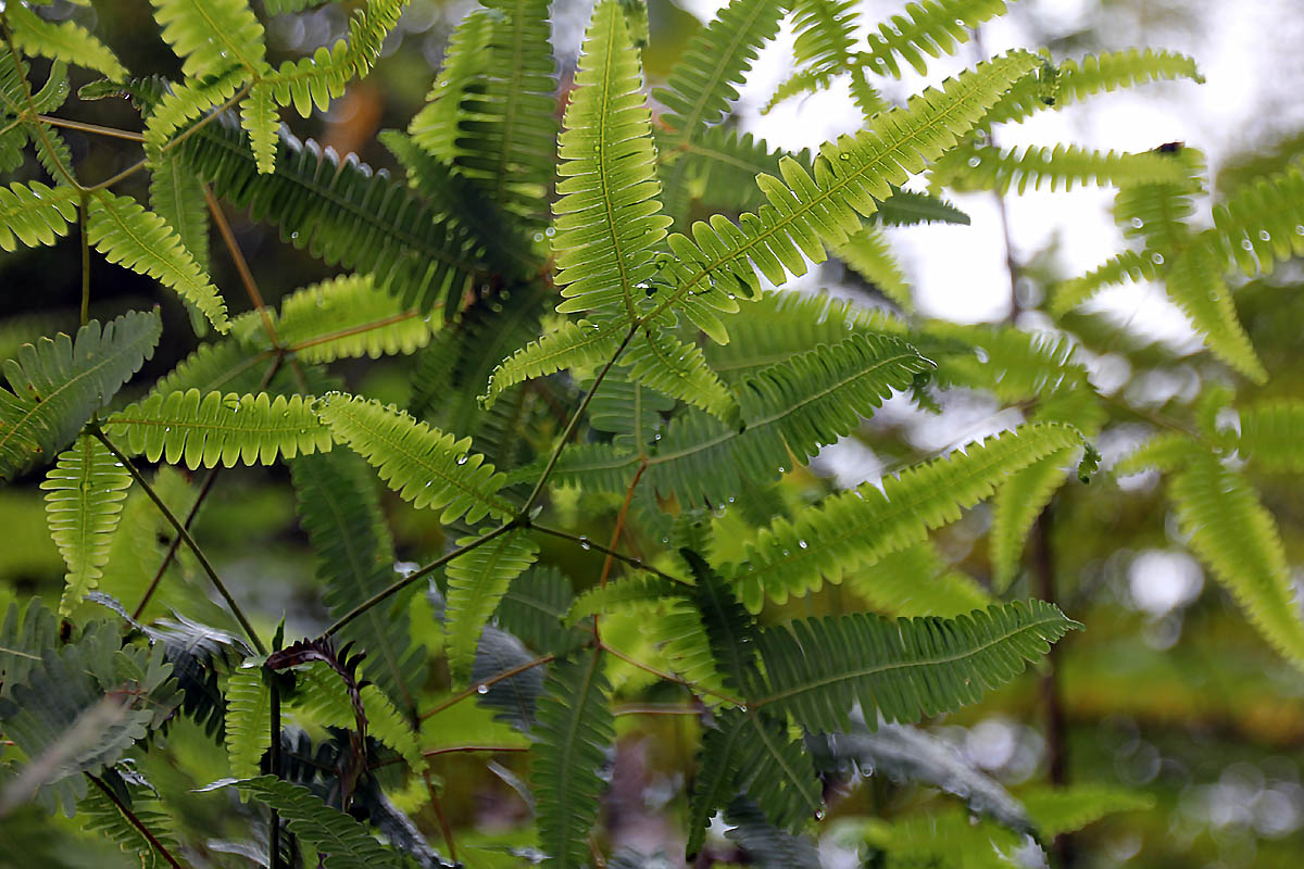 Изображение особи Dicranopteris linearis.