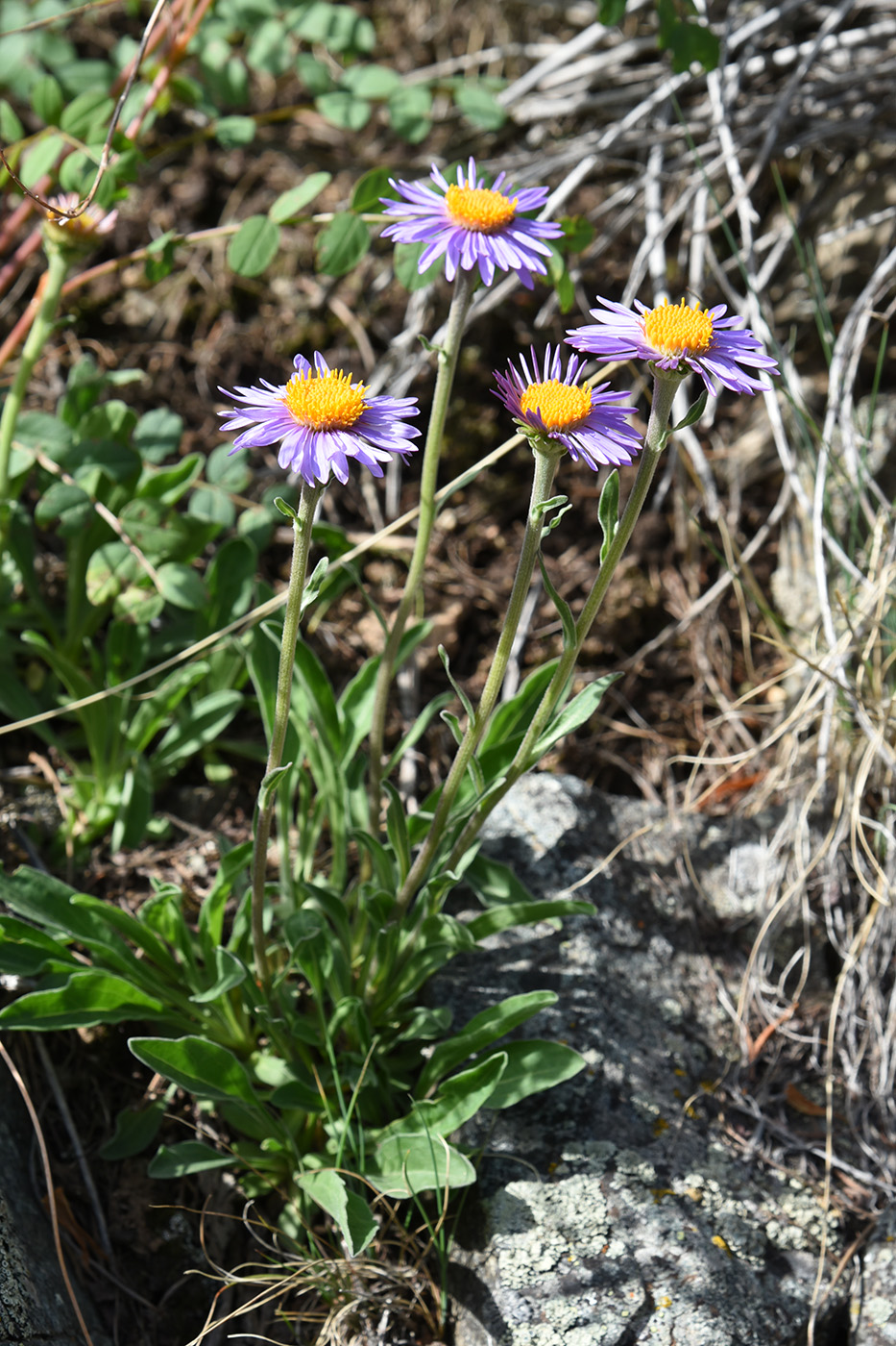 Image of Aster vvedenskyi specimen.