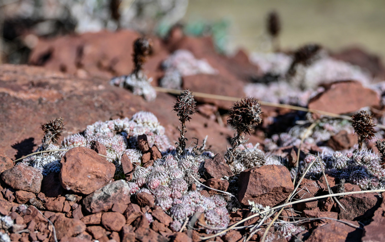 Изображение особи Orostachys spinosa.