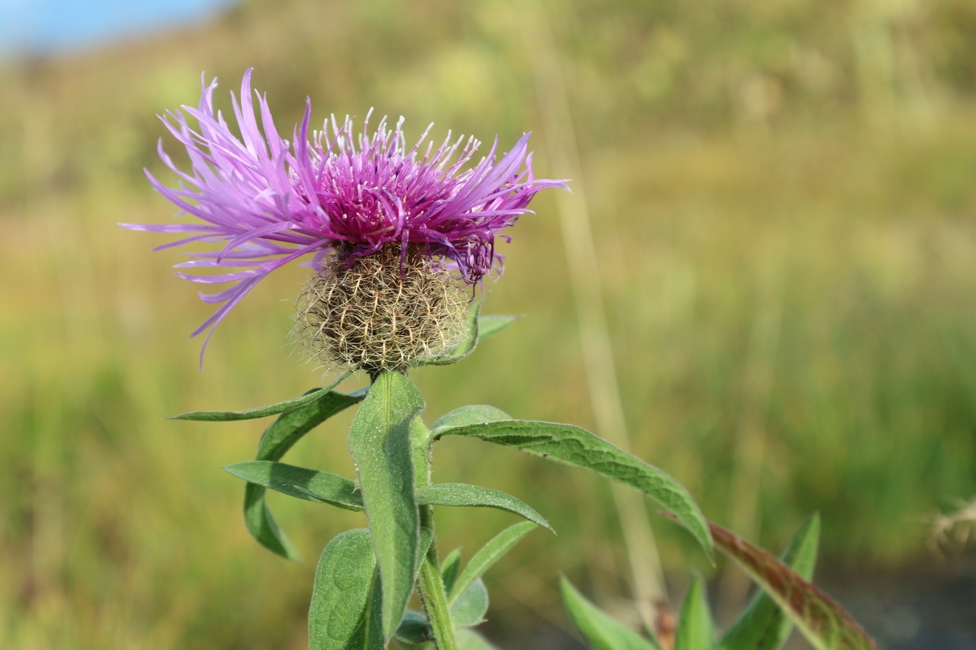 Изображение особи Centaurea alutacea.