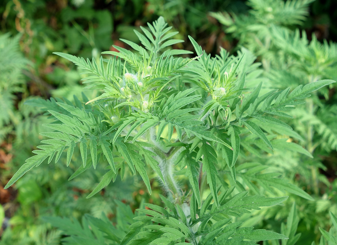 Image of Ambrosia artemisiifolia specimen.