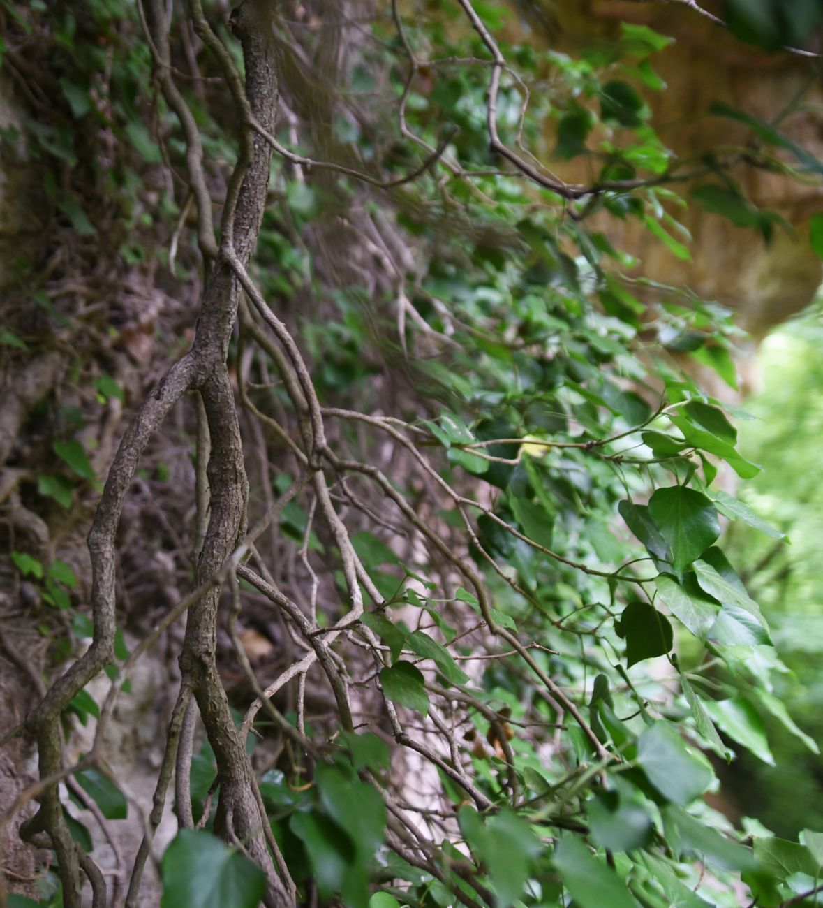 Image of Hedera colchica specimen.