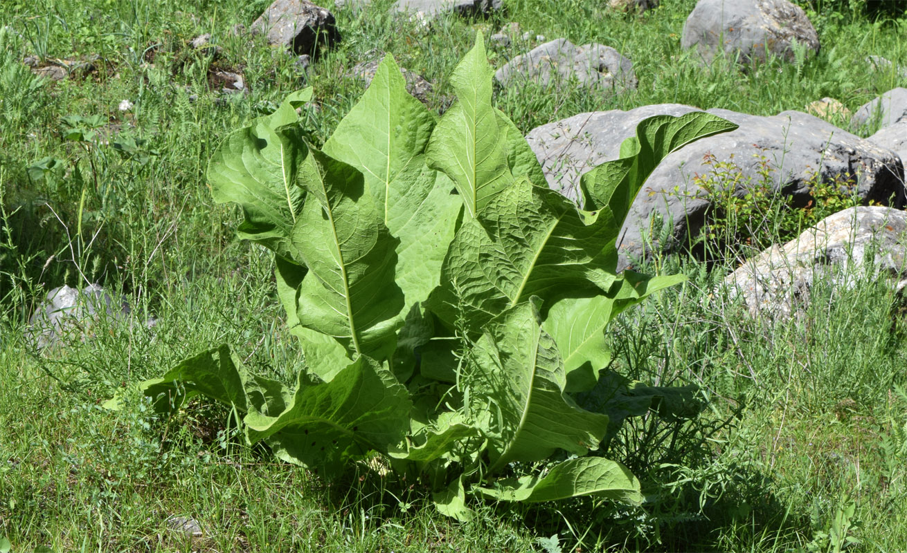 Изображение особи Inula macrophylla.