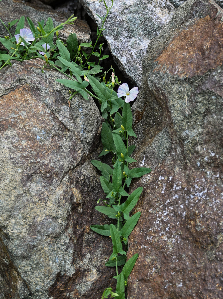 Image of Convolvulus arvensis specimen.