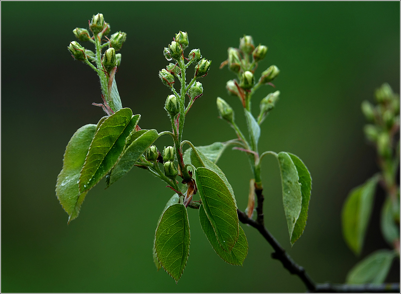 Image of Amelanchier spicata specimen.