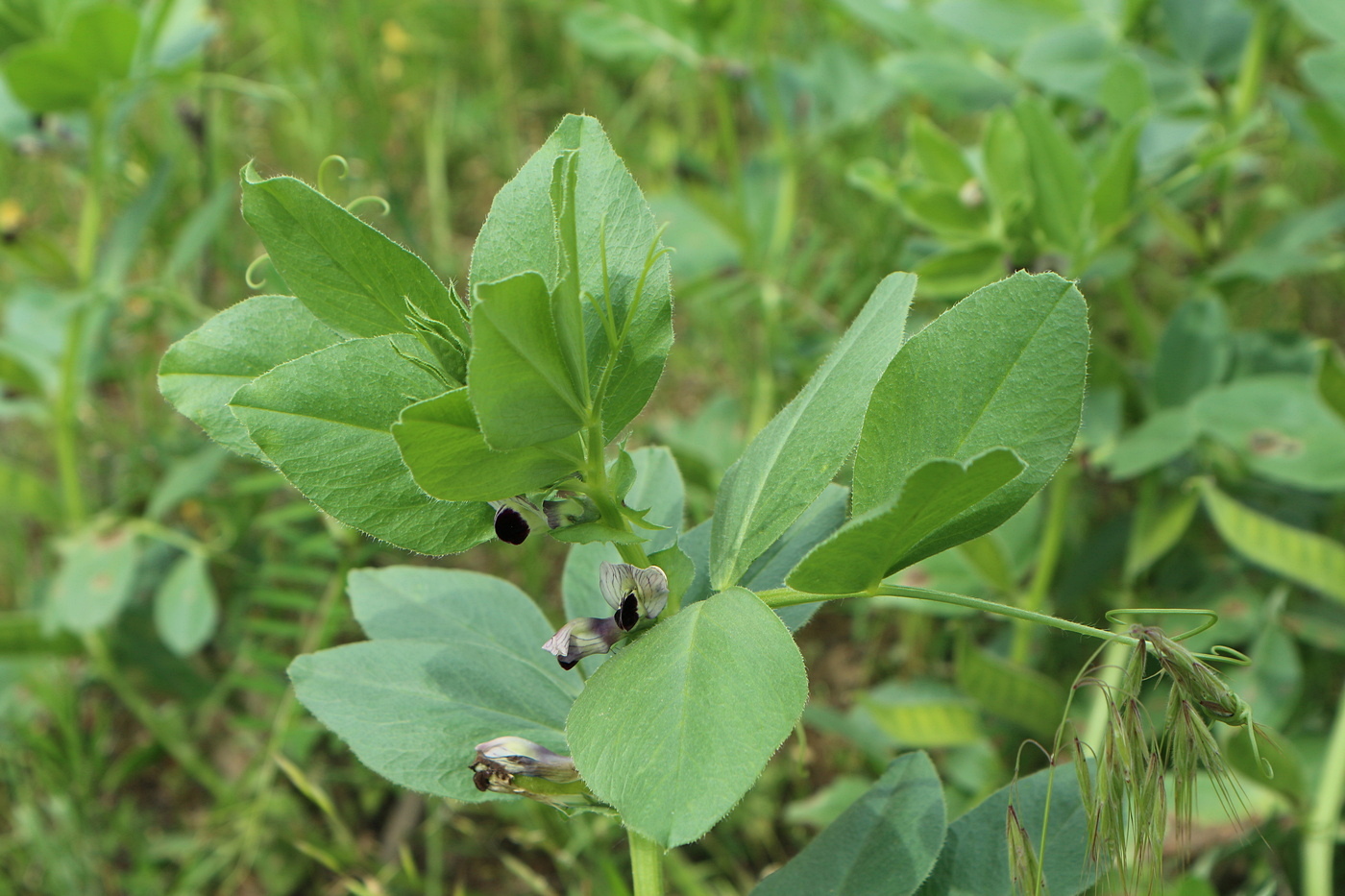 Image of Vicia narbonensis specimen.