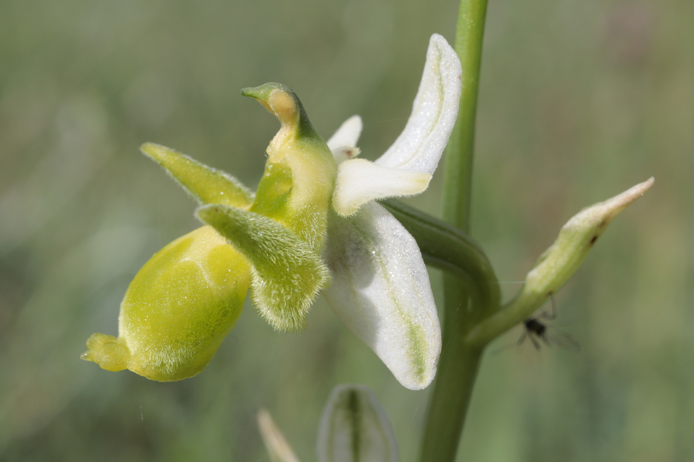 Изображение особи Ophrys oestrifera.