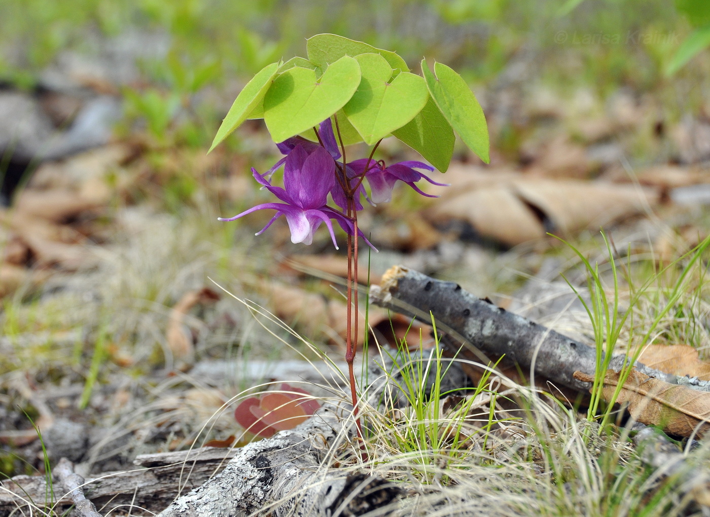 Image of Epimedium macrosepalum specimen.