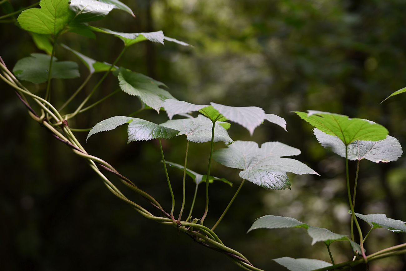 Image of Humulus lupulus specimen.