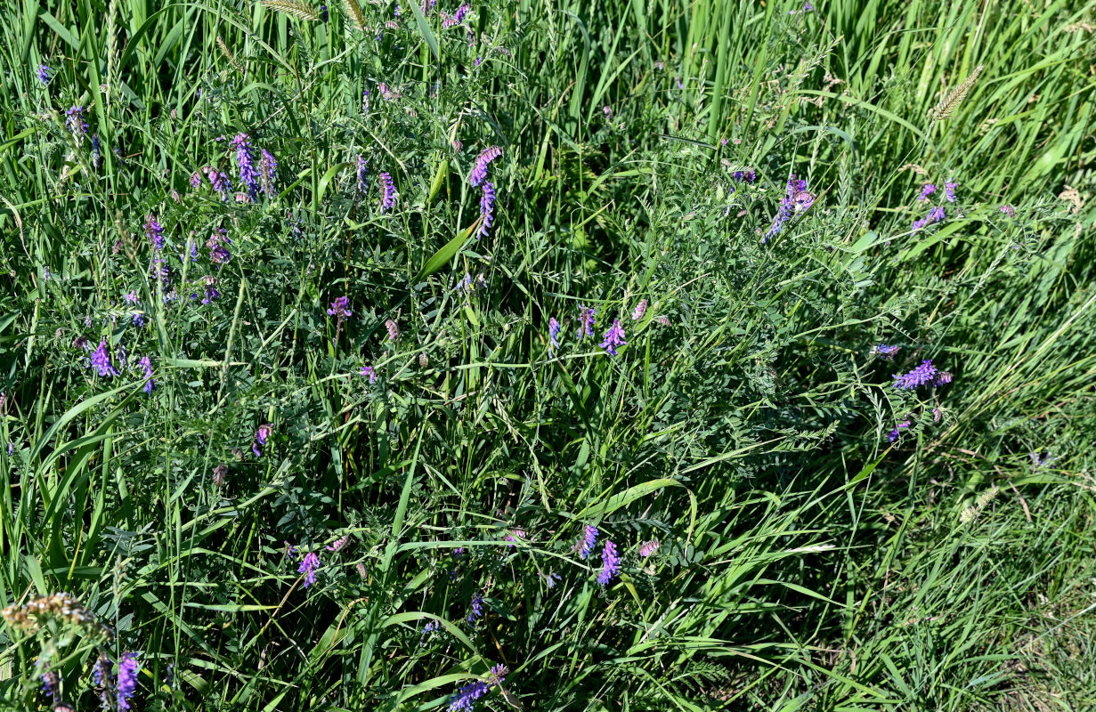 Image of Vicia cracca specimen.