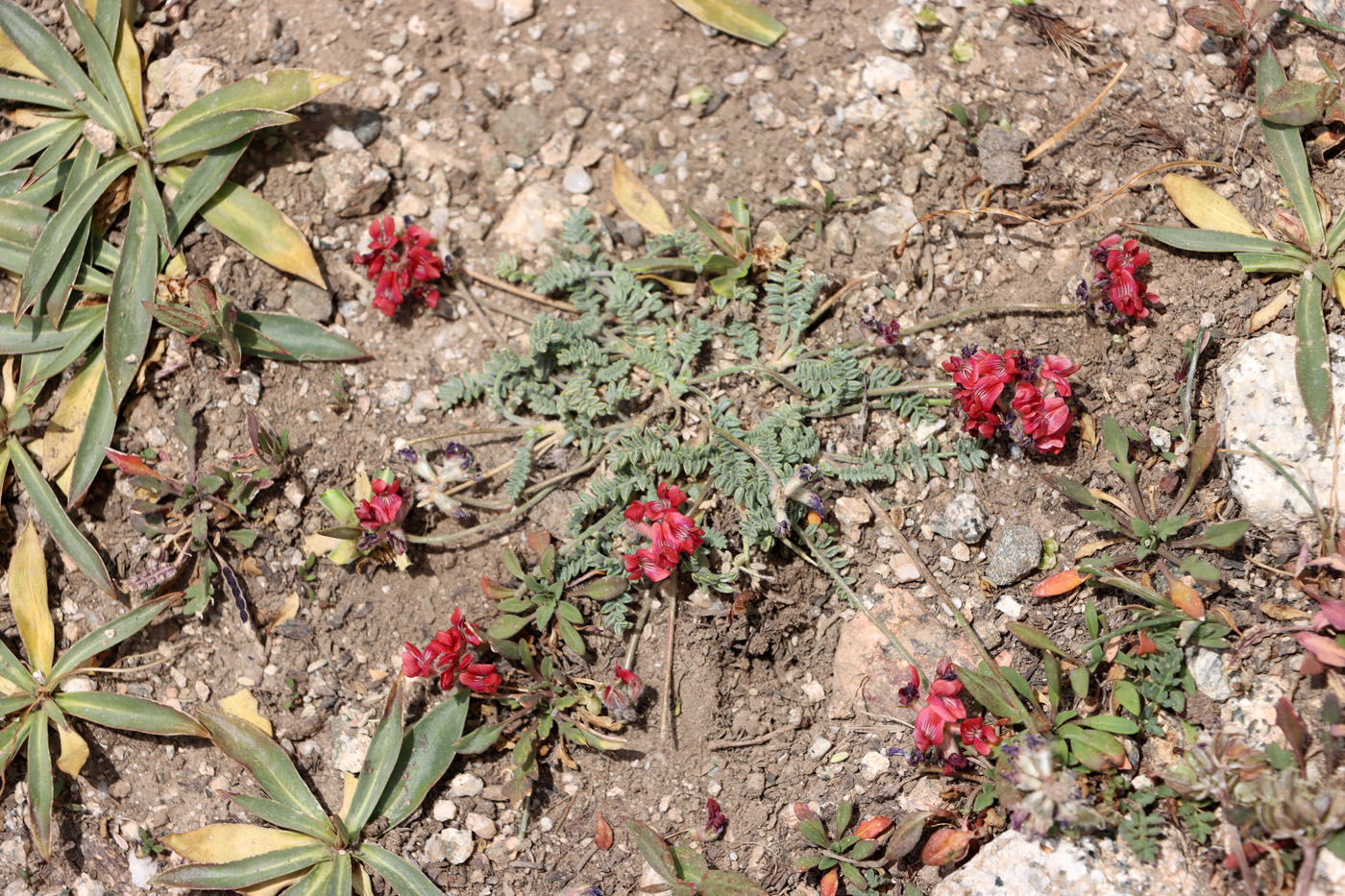 Image of Oxytropis arassanica specimen.