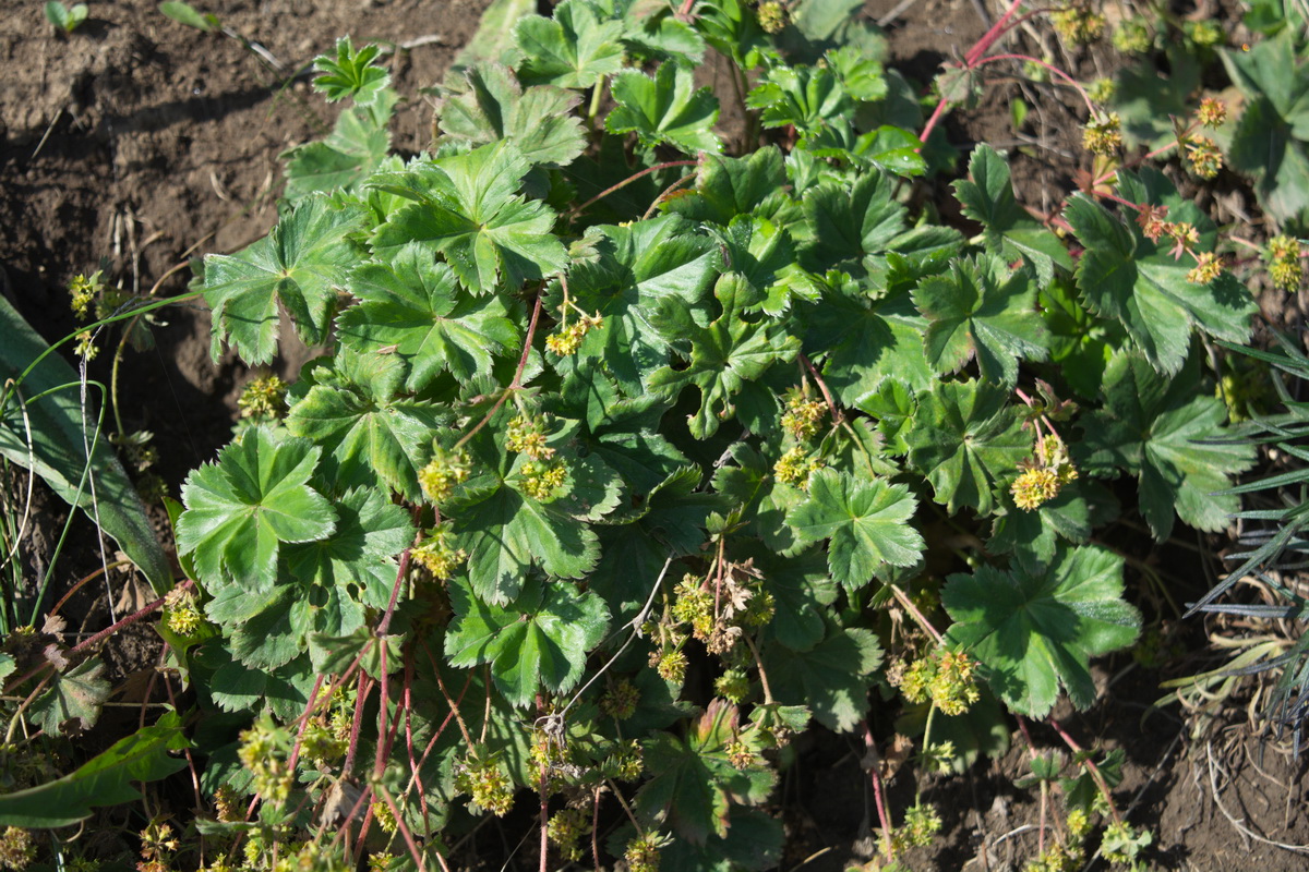 Image of genus Alchemilla specimen.