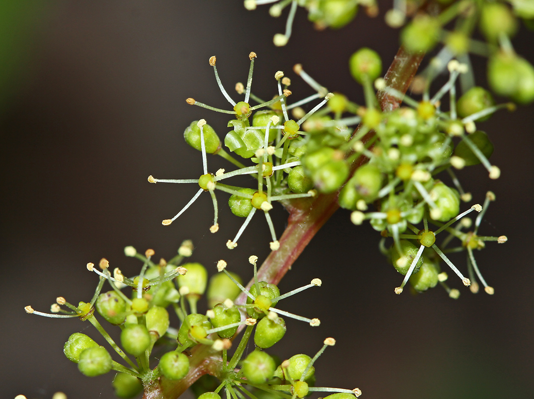 Image of Vitis amurensis specimen.