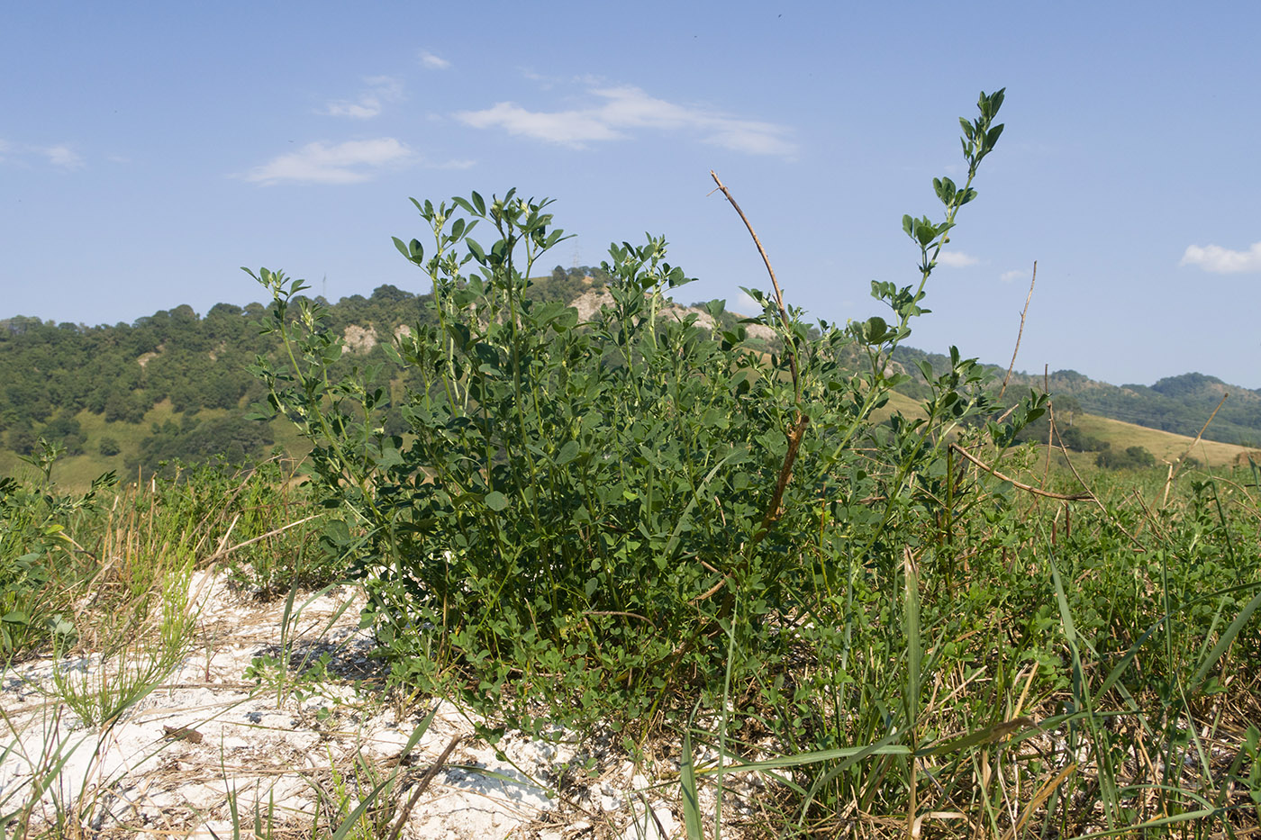 Image of Melilotus officinalis specimen.