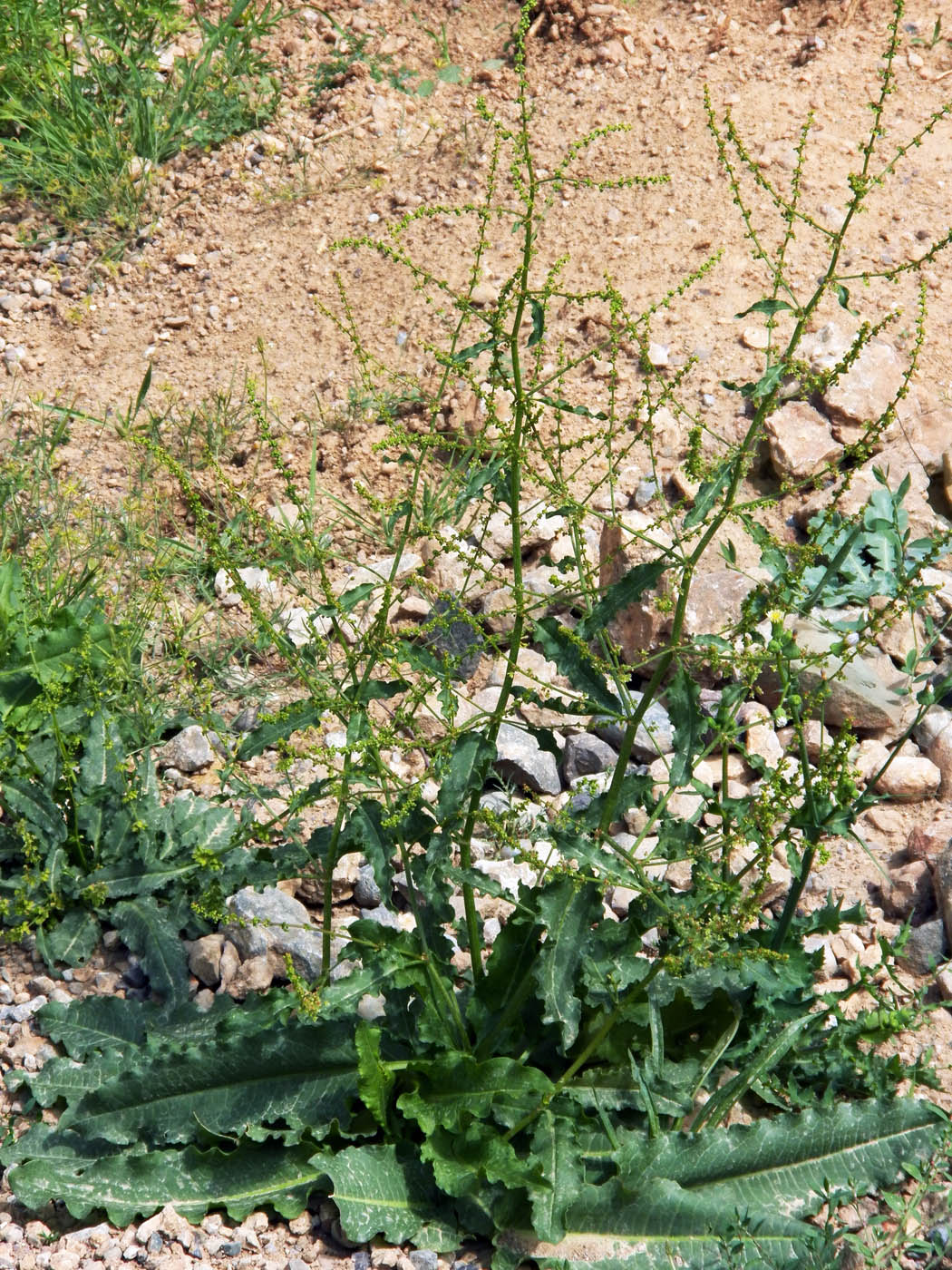 Image of genus Rumex specimen.