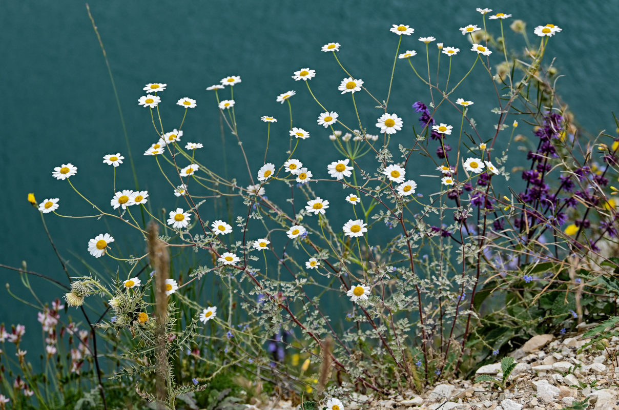 Изображение особи Pyrethrum glanduliferum.