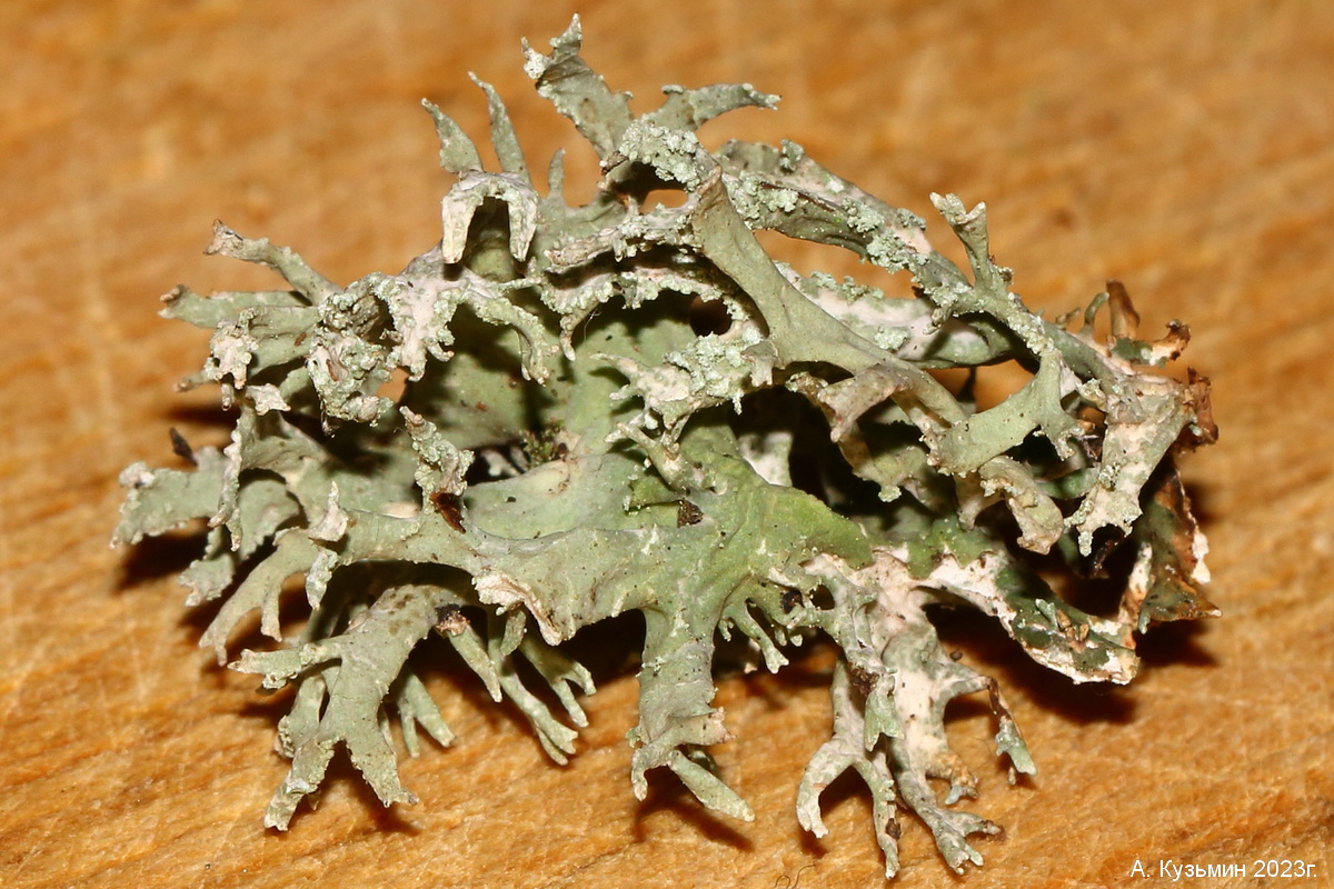 Image of Evernia prunastri specimen.