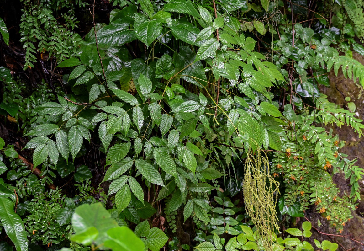 Image of Aruncus sylvestris specimen.