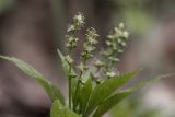 Mercurialis perennis. Верхняя часть мужского растения с тычиночными цветами на пазушных цветоносных побегах. Московская обл., Сергиево-Посадский р-н, окр. пос. Абрамцево, елово-широколиственный лес. 24 апреля 2024 г.