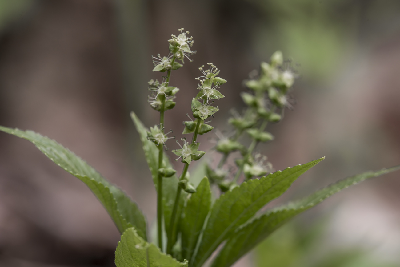 Image of Mercurialis perennis specimen.