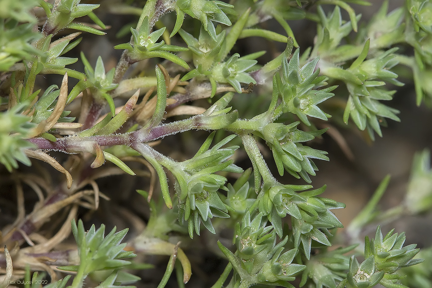 Image of Scleranthus annuus specimen.