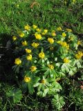 Eranthis hyemalis