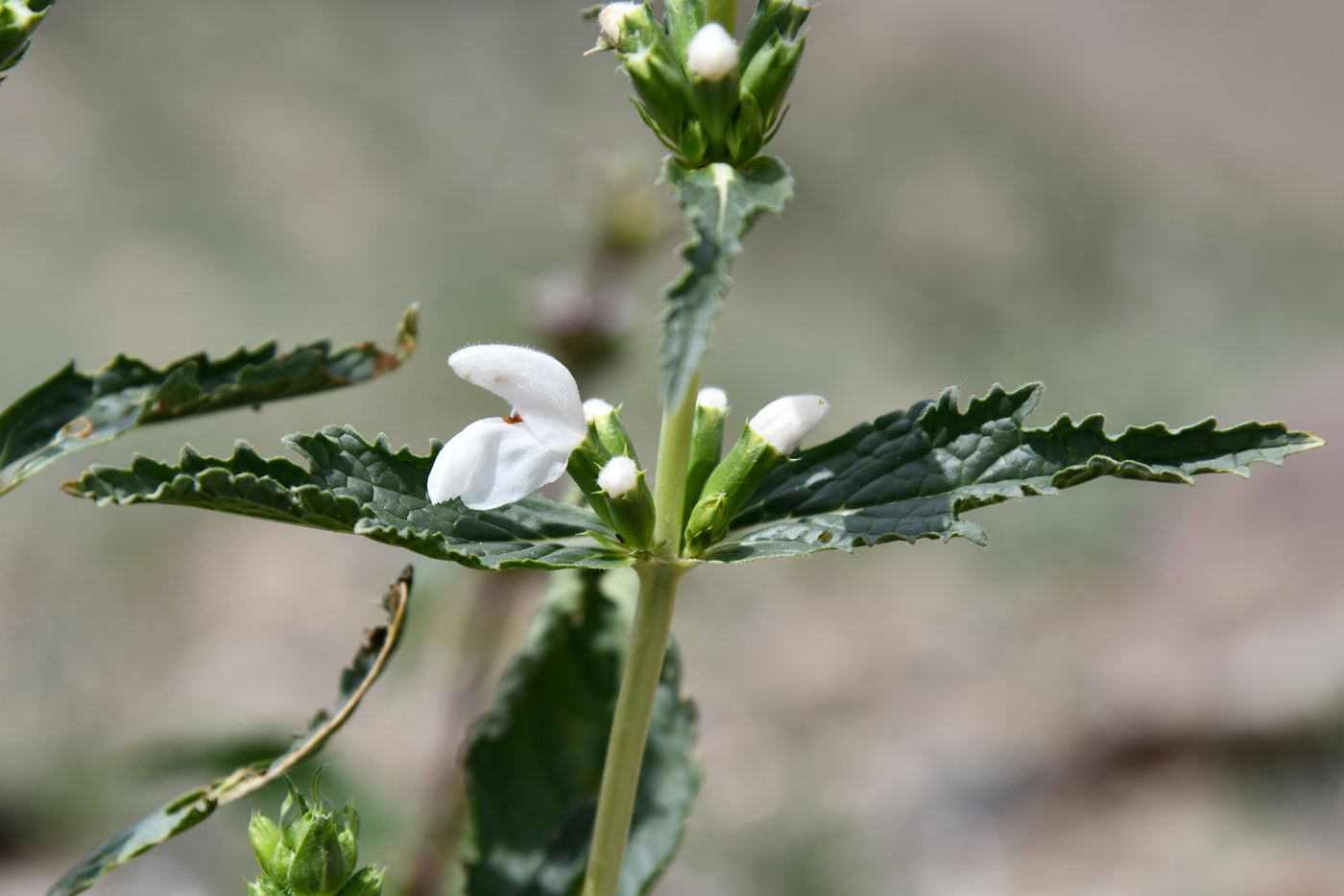 Image of Phlomoides zenaidae specimen.