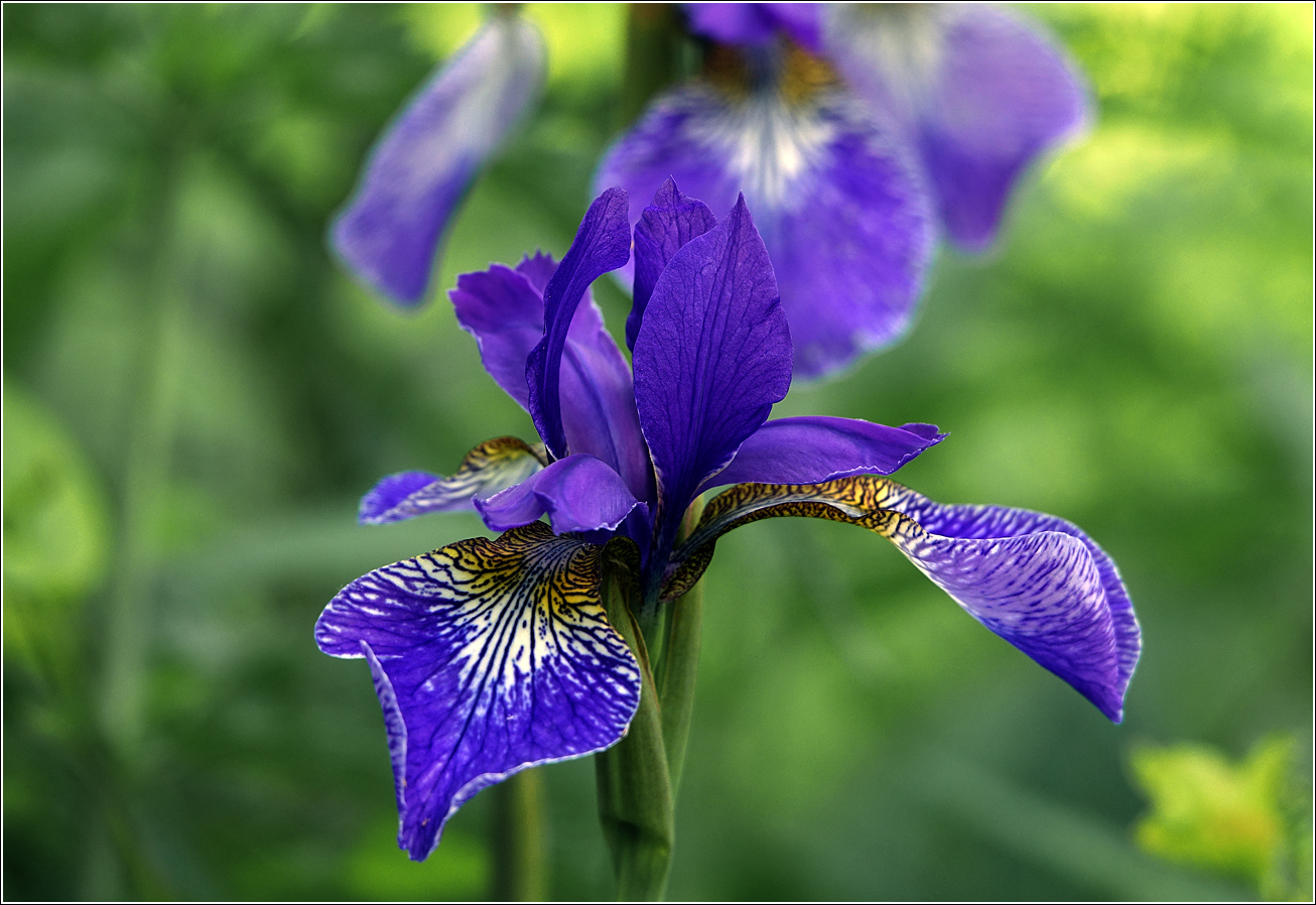 Изображение особи Iris sibirica.