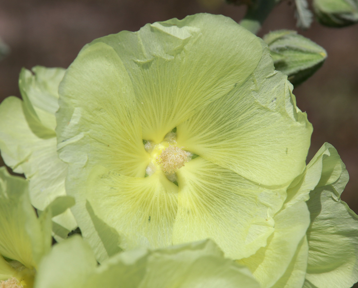 Изображение особи Alcea rugosa.