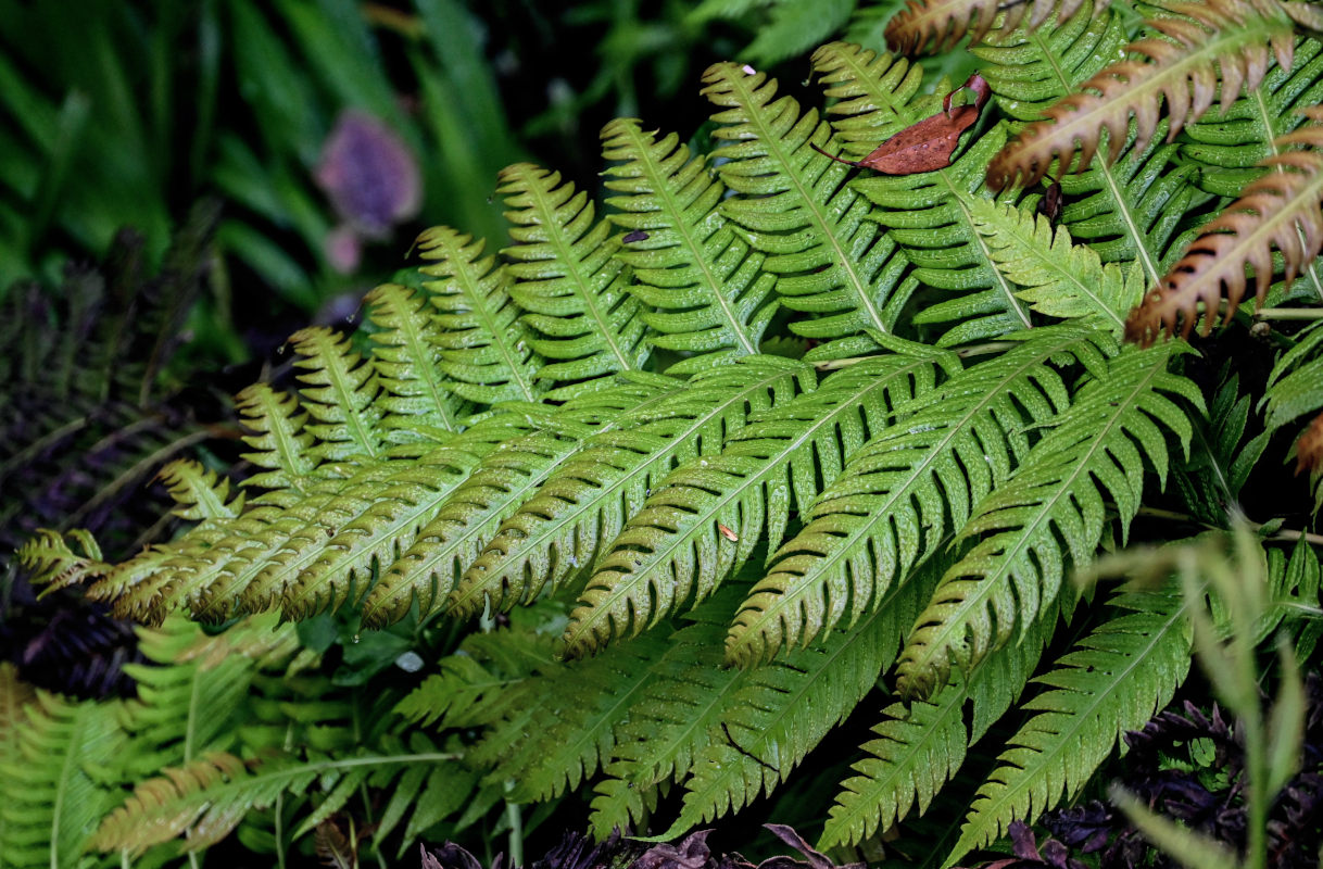 Image of Woodwardia unigemmata specimen.