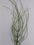 genus Equisetum