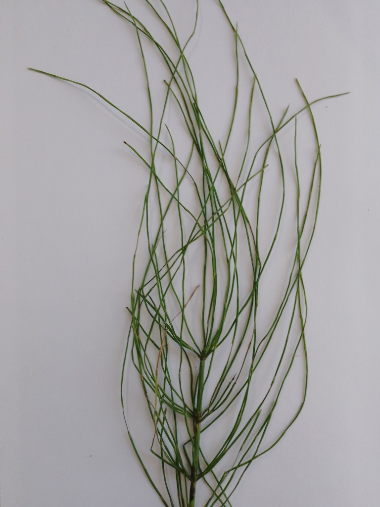 Изображение особи род Equisetum.