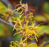 род Hamamelis. Соцветия. Крым, городской округ Ялта, с. Оползневое, Mriya Resort, парк. 10.11.2023.