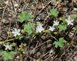 Malva neglecta. Верхушка цветущего побега, лежащего на отмирающих плодоносящих побегах Medicago orbicularis. Краснодарский край, м/о Анапа, окр. пос. Куматырь, дол. р. Куматырь, средний пруд, низкий каменистый правый берег. 18.06.2021.