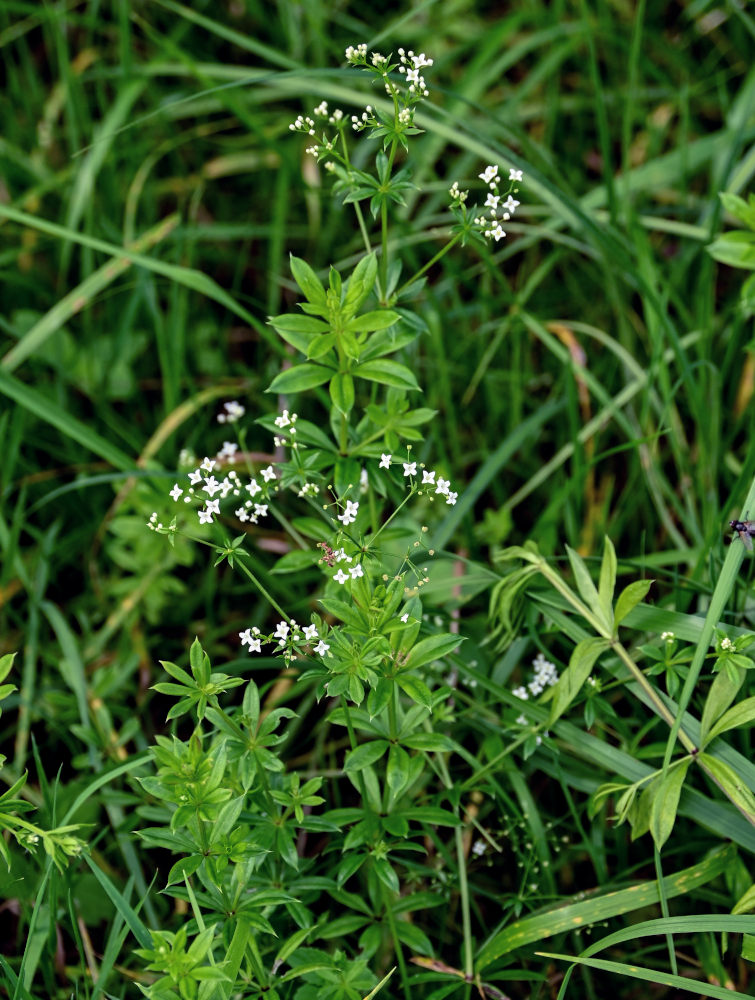 Изображение особи Galium rivale.