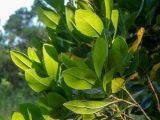 Euonymus japonicus. Верхушки веточек. Крым, Южный Берег, подножие горы Аю-Даг, окр. ПГТ Партенит, парк. 24.05.2024.