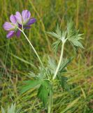 Geranium collinum. Верхушка цветущего растения (вид на цветки со стороны чашечки). Ульяновская обл., Мелекесский р-н, окр. с. Куликовка. Местами заболоченный луг с участками засоления. 08.07.2023.